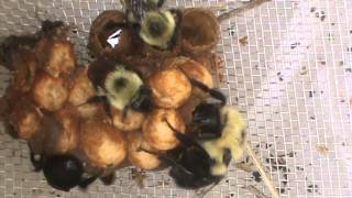 Bumblebee queen laying eggs [upl. by Jacobs]