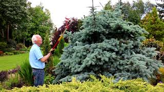 Pruning Conifers with Adrian Bloom [upl. by Nancee]