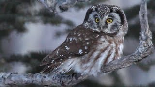 Boreal Owl Hunting in Daylight [upl. by Llewkcor]