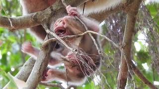 OMG Baby monkey newborn Very pity Babies are born on tall trees [upl. by Madra]