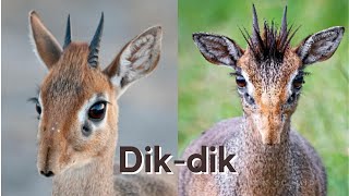 What are Dik dik [upl. by Simonsen476]