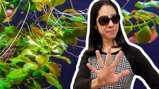 5 Things I Wish I Knew Before Growing Rooted Aquarium Plants [upl. by Tristram53]