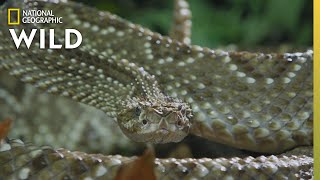 The Cascabel Rattlesnake  Worlds Deadliest Snakes [upl. by Healey388]