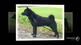 Black Norwegian Elkhound Dog breed [upl. by Croydon436]