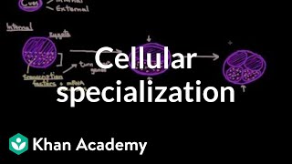 Cellular specialization differentiation  Cells  MCAT  Khan Academy [upl. by Nnylecyoj]