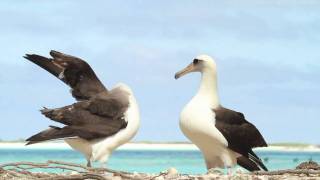 Dancing Laysan Albatrosses [upl. by Adala978]