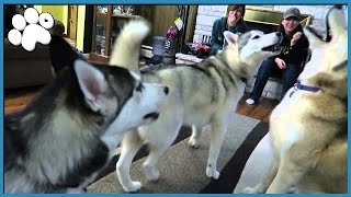 4 HUSKIES HOWLING TOGETHER [upl. by Cheston]