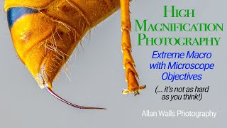 High Magnification Photography  Extreme Macro with Microscope Objectives [upl. by Aldas]