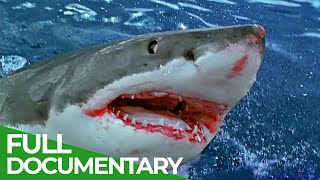 Sharks Attack  When Worst Fears Become Reality  Free Documentary Nature [upl. by Akire]