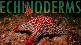 The Evolution of Echinoderms [upl. by Korie]