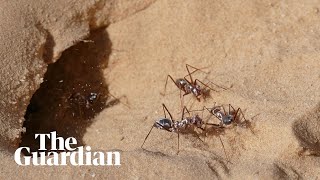 Lightning bugs the worlds fastest ants [upl. by Nuaj]