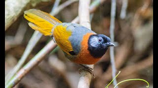 紋項噪鶥 Collared Laughingthrush [upl. by Goldenberg]