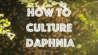 How To Culture Daphnia Magna [upl. by Ellehcyt297]