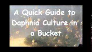 How to culture daphnia outside [upl. by Davison116]