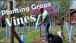 How to Plant Wine Grapes [upl. by Anihpesoj806]