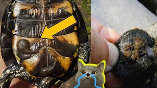 QUITANDO Sanguijuelas que SUCCIONABAN a TORTUGAS de Tierra🐢 Rescate Animal 6 [upl. by Lairea]