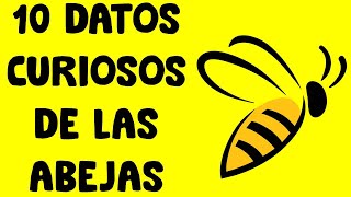 10 Datos Curiosos de las Abejas [upl. by Ttenna]