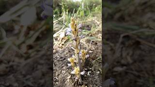 Orobanche Ramosa [upl. by Jentoft]