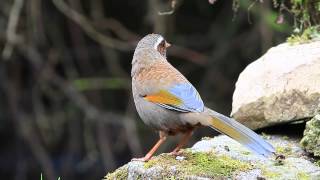 Whitewhiskered Laughingthrush [upl. by Yanahc]