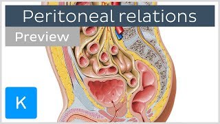 Peritoneal Relations preview  Human Anatomy  Kenhub [upl. by Ginny]