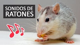 SONIDOS DE RATONES Efectos de Sonido HD [upl. by Ahsinom]