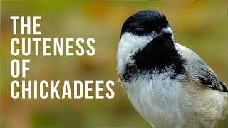 The Cuteness of Chickadees [upl. by Eislel]