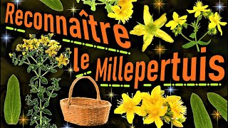 Comment reconnaître le Millepertuis [upl. by Roderica73]