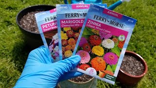 Planting Annual Flower Seeds in Containers  Marigolds Petunias and Zinnias [upl. by Heath]