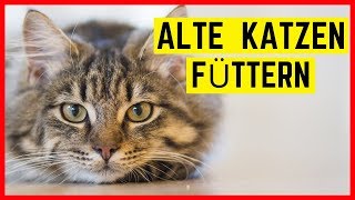 ALTE KATZEN FUTTER  Senior Katzen richtig füttern [upl. by Amati828]