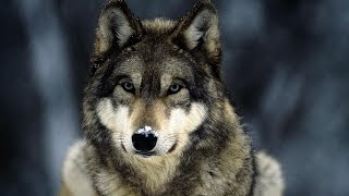 Документальный фильм про волков  Documentary about wolves [upl. by Eetnom]