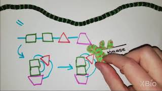 What is Phosphorylation [upl. by Elisha]