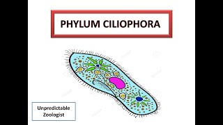 Phylum CiliophoraProtozoa [upl. by Nnylram]