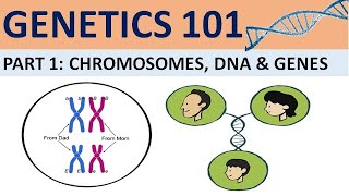 GENETICS 101 Part 1 Chromosomes DNA and Genes CXC Biology Tutor [upl. by Artimed775]