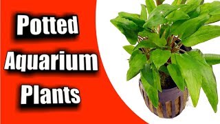 Simple Guide to Planting a NEW quotPotted Aquarium Plantquot [upl. by Bone]