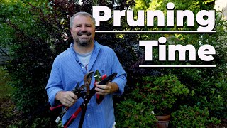 How to Prune Shrubs ✂✂✂ [upl. by Saxon]