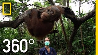 360° Orangutan School  National Geographic [upl. by Notneiuq]