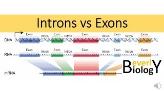 Introns vs Exons [upl. by Perkoff]