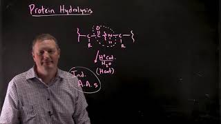 Protein Hydrolysis [upl. by Anawahs]