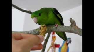 Comportement de la Perruche Catherine Bolborhynchus lineola  lineolated parrot [upl. by Noid]