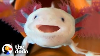 Axolotls Have The Cutest Yawns  The Dodo [upl. by Ynot]