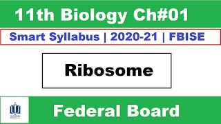 Ribosomes Class 11 Biology  ribosome function and structure Ilmi Stars Academy [upl. by Ellered]