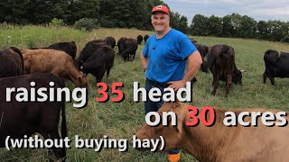 how we raise 35 Dexter cattle on 30 acres  without buying hay [upl. by Derman]