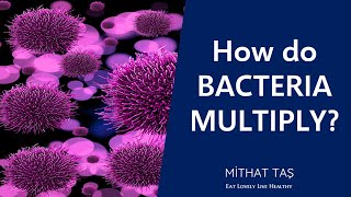 How Do Bacteria Multiply [upl. by Aloz]