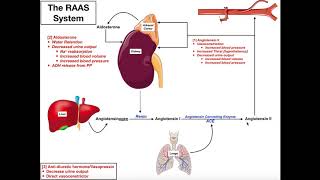 The ReninAngiotensinAldosterone RAAS System [upl. by Ynohtnaed]