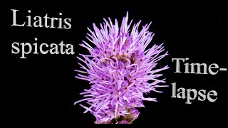 Liatris Spicata Bloom TimeLapse UHD  Chris Broste Photography [upl. by Aros]