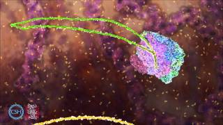 RNA Splicing [upl. by Oletta]