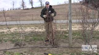 Blueberry Pruning Demonstration [upl. by Jorgenson227]