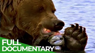 Majestic Bears of Alaska amp British Columbia  Free Documentary Nature [upl. by Aniad]