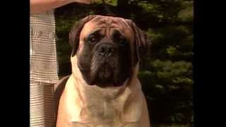 Mastiff  AKC Dog Breed Series [upl. by Crenshaw]