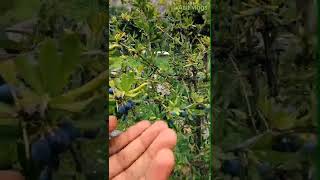 Berberis lycium  Ishkeen  Natural nutrition and drug for all disease [upl. by Bomke626]